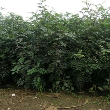 大红袍花椒苗狮子头花椒苗基地直发保成活