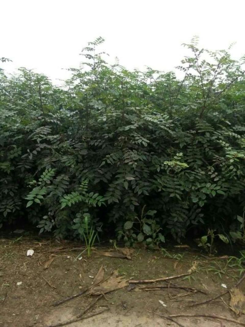 大红袍花椒苗狮子头花椒苗基地直发保成活
