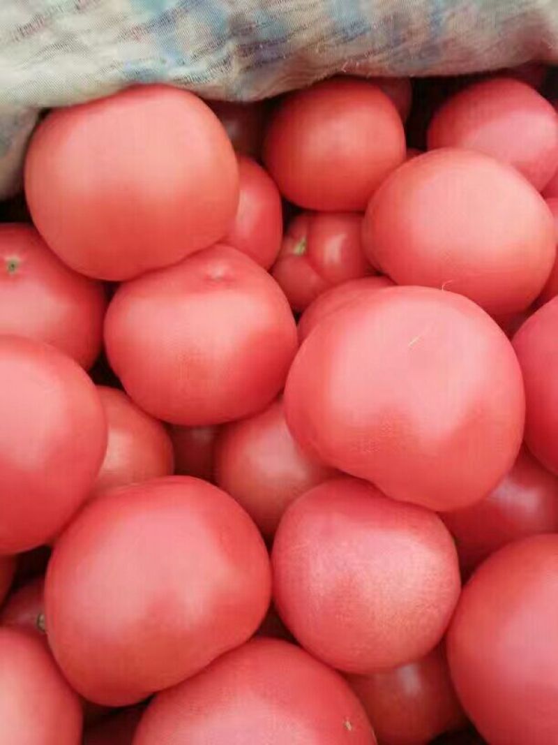 硬粉西红柿弧三以上硬粉精品
