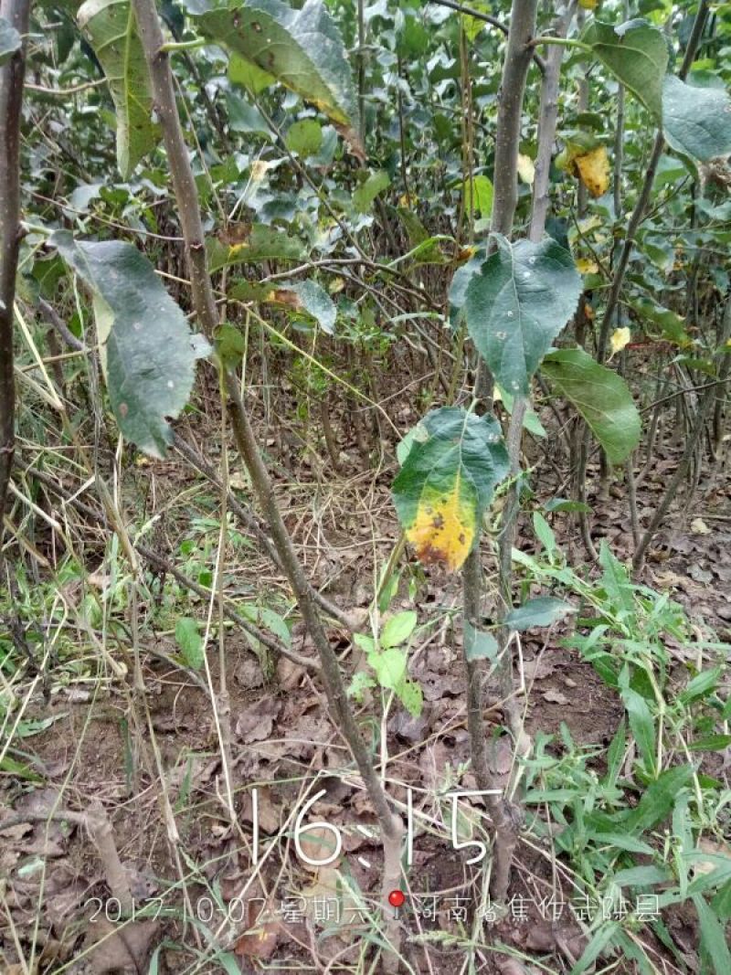 烟富10号苹果树苗苹果嫁接苗二年嫁接苗品种纯正