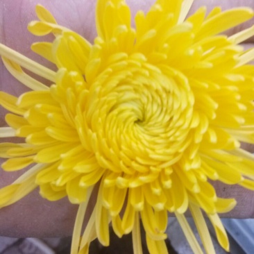 菊花茶特级