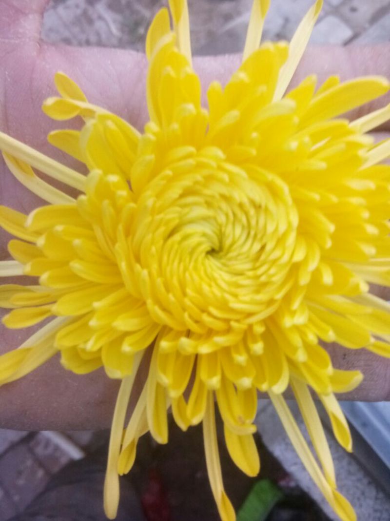 菊花茶特级