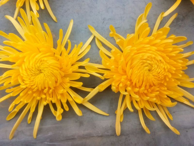 菊花茶特级