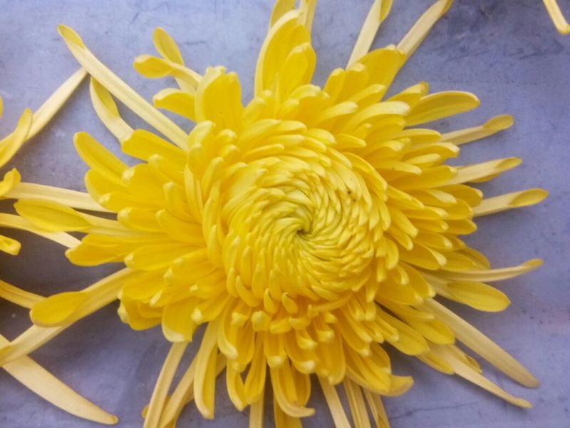 菊花茶特级