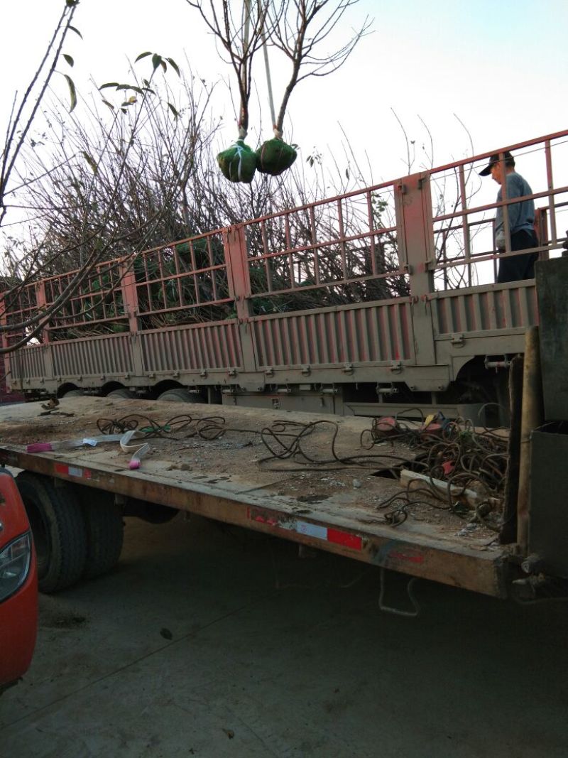 樱桃苗，矮化树，大树，樱桃占木，品种多，