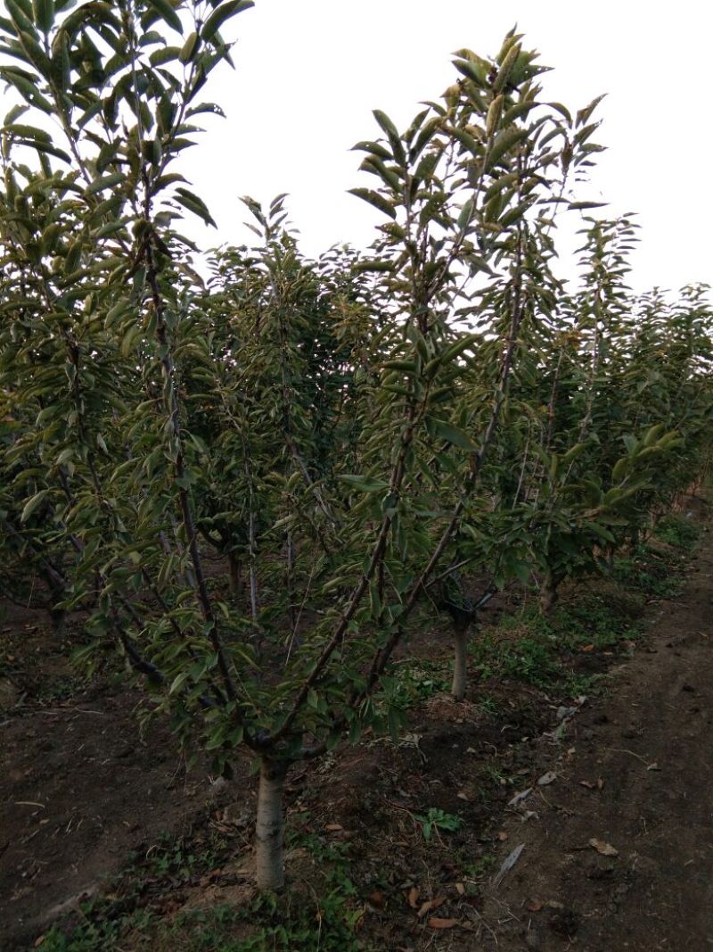 樱桃苗，矮化树，大树，樱桃占木，品种多，