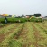 法国皇后芹菜高度70厘米左右，质量好，色泽好，量很大