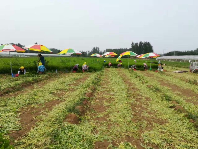 法国皇后芹菜高度70厘米左右，质量好，色泽好，量很大