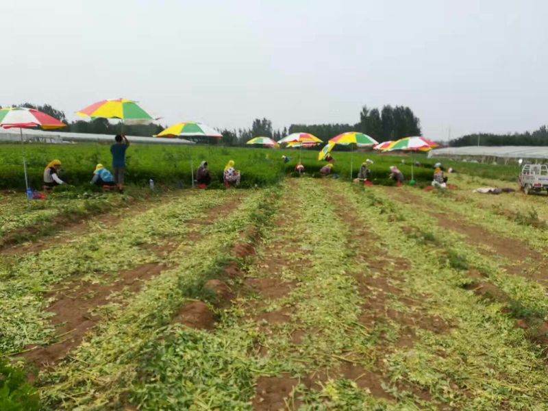 法国皇后芹菜高度70厘米左右，质量好，色泽好，量很大
