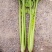 法国皇后芹菜高度70厘米左右，质量好，色泽好，量很大