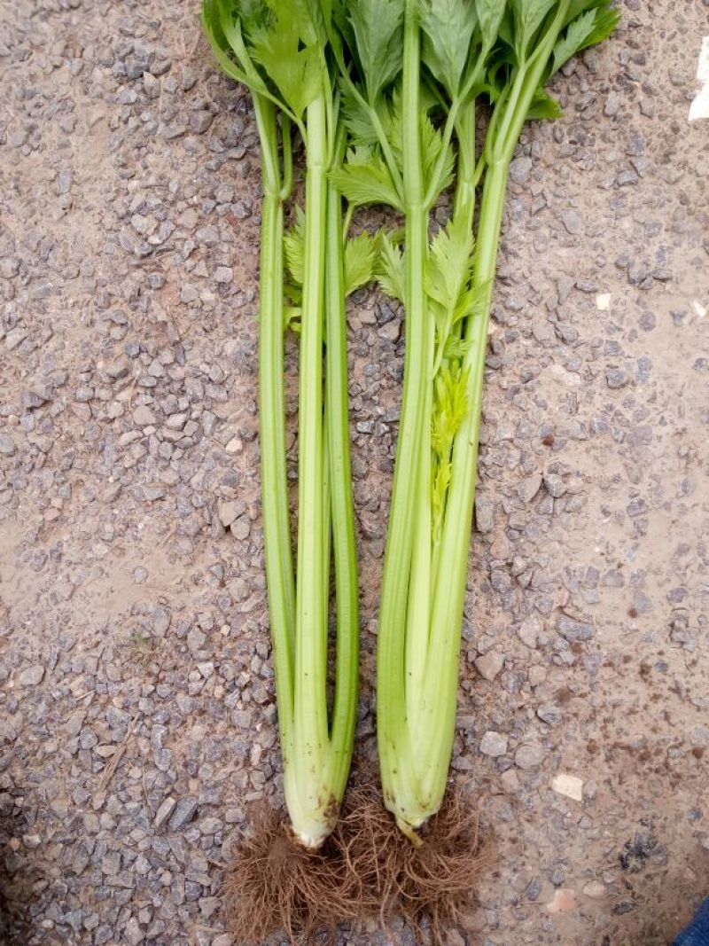 法国皇后芹菜高度70厘米左右，质量好，色泽好，量很大