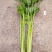 法国皇后芹菜高度70厘米左右，质量好，色泽好，量很大