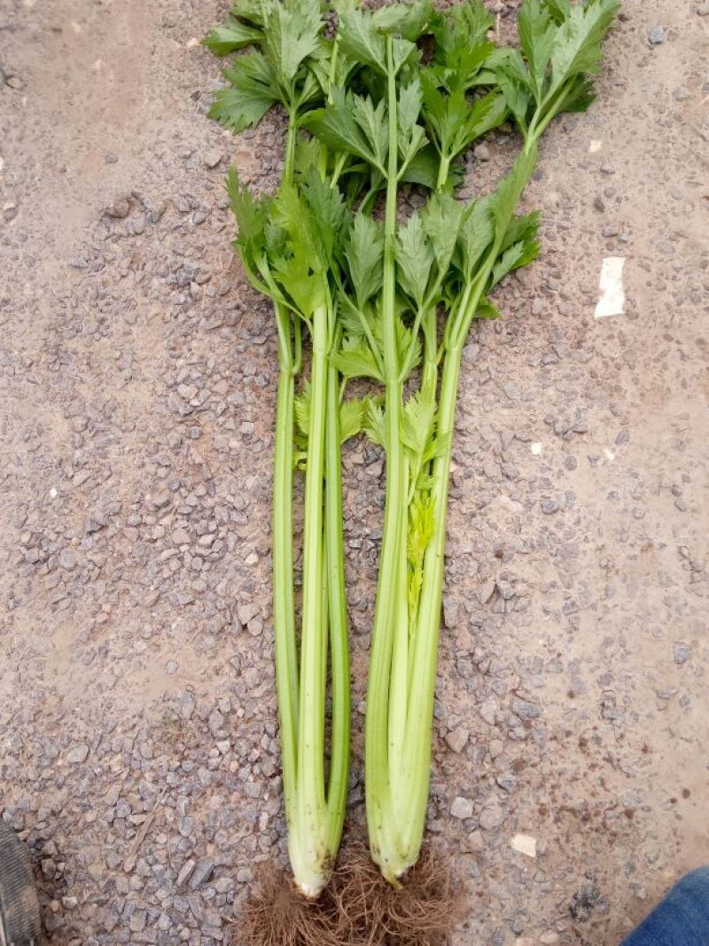 法国皇后芹菜高度70厘米左右，质量好，色泽好，量很大