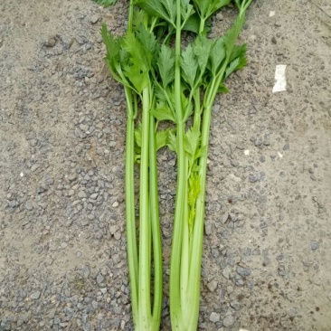 法国皇后芹菜高度70厘米左右，质量好，色泽好，量很大