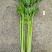 法国皇后芹菜高度70厘米左右，质量好，色泽好，量很大