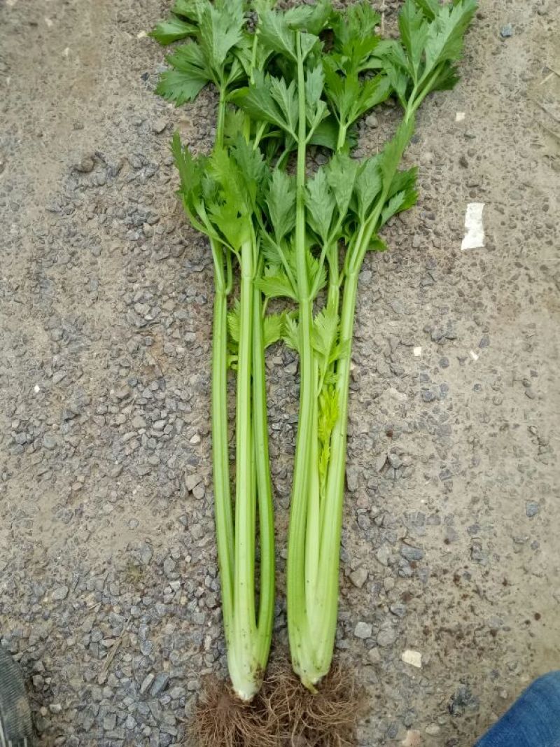 法国皇后芹菜高度70厘米左右，质量好，色泽好，量很大