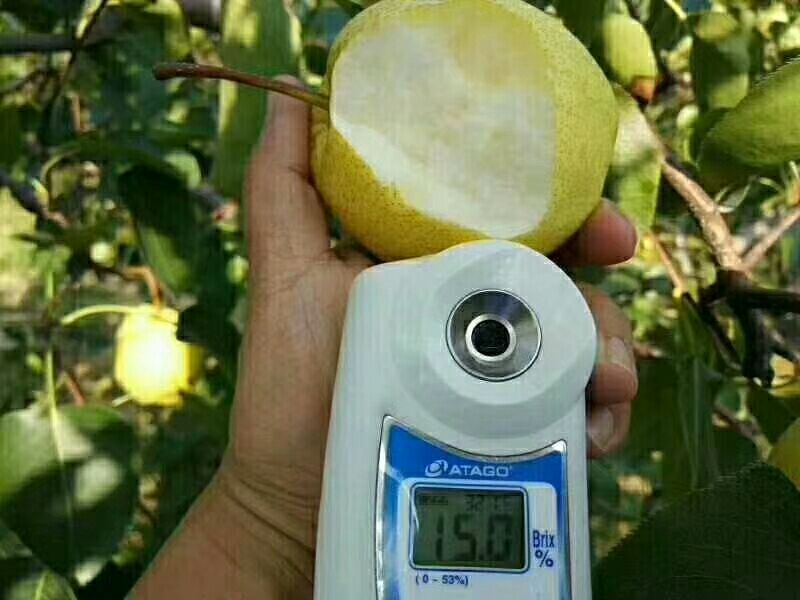 泔河酥梨乾县酥梨皮薄渣细肉厚核小产地直供