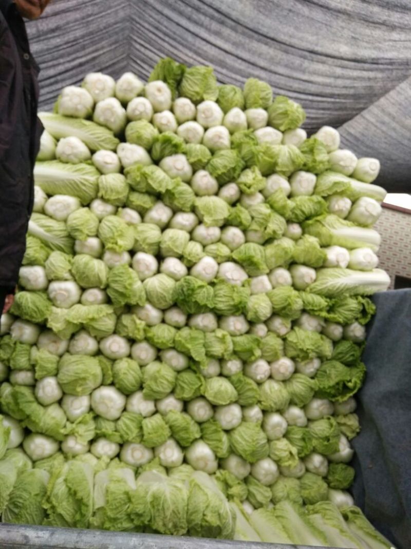 北京新三号白菜4~6斤净菜支持全国发货