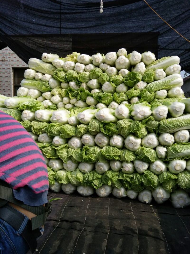 北京新三号白菜4~6斤净菜支持全国发货