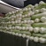 北京新三号白菜4~6斤净菜支持全国发货