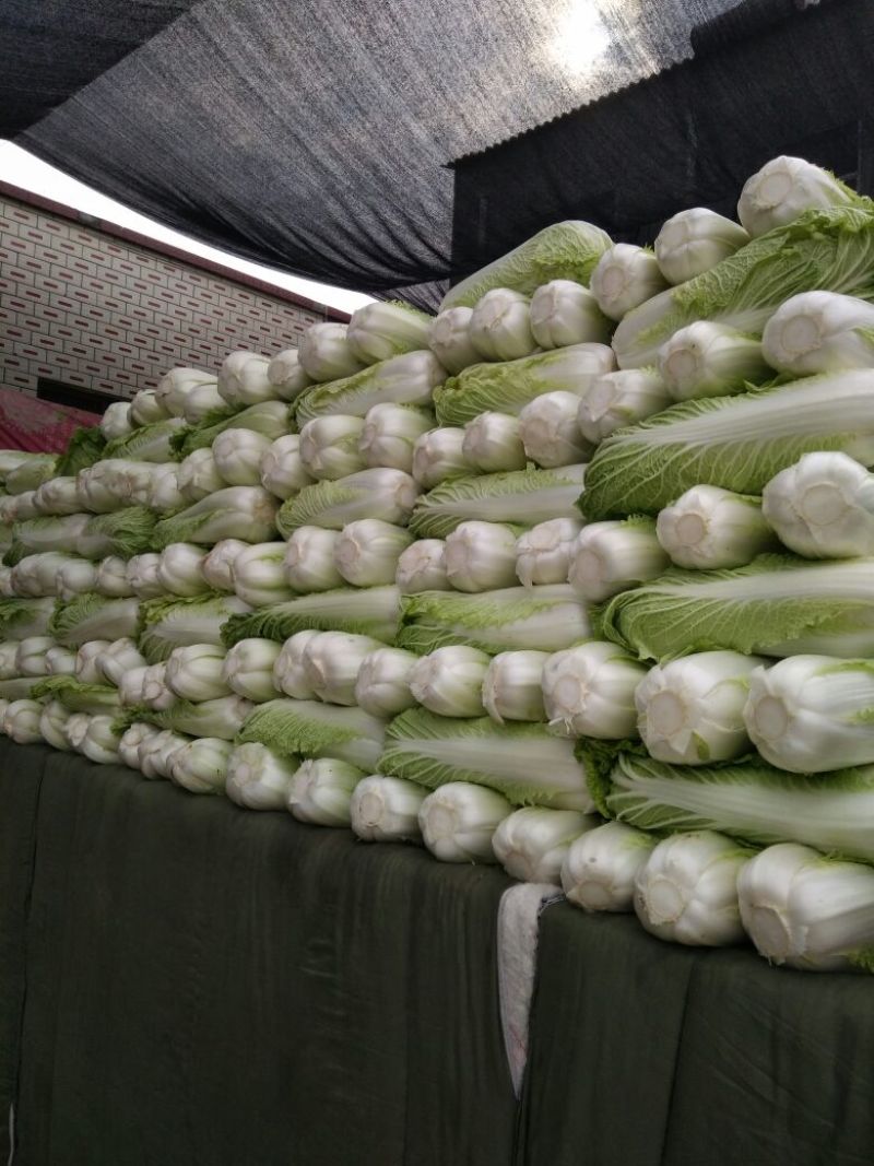 北京新三号白菜4~6斤净菜支持全国发货