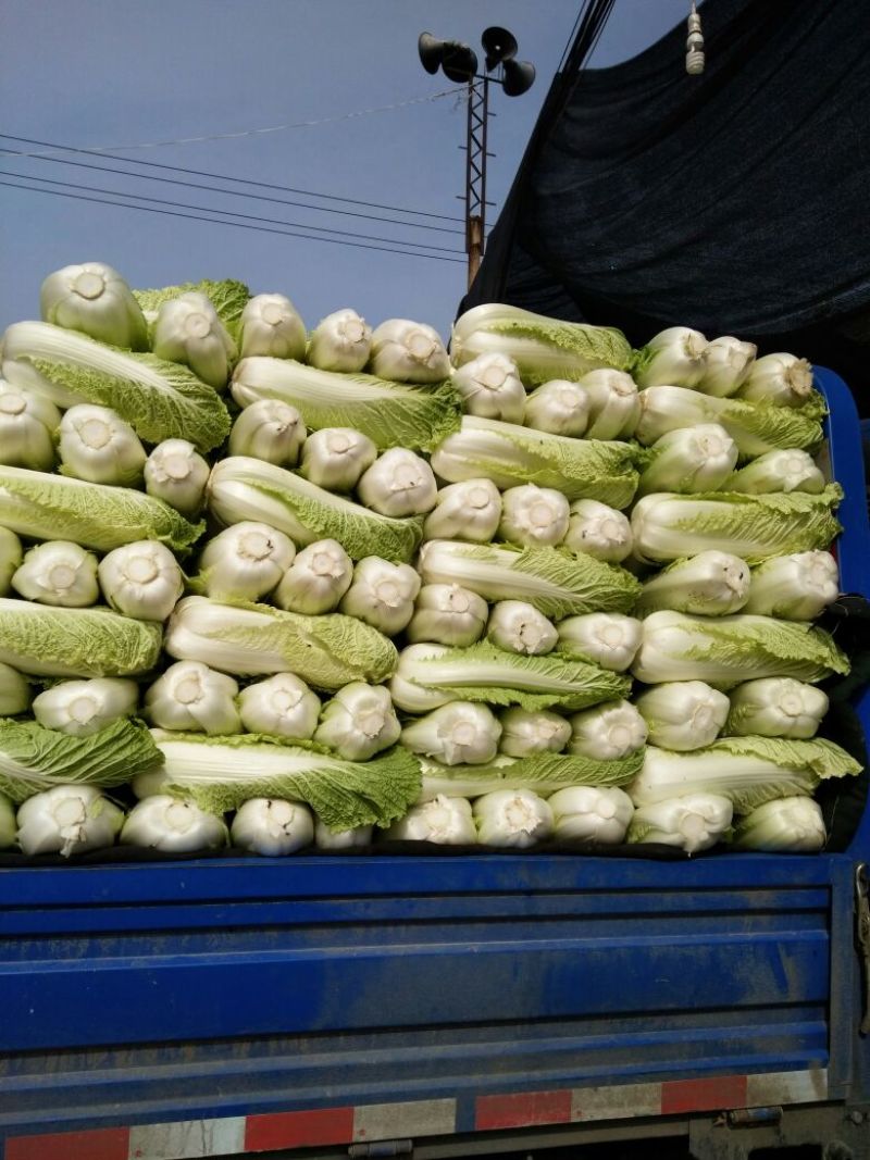 北京新三号白菜4~6斤净菜支持全国发货