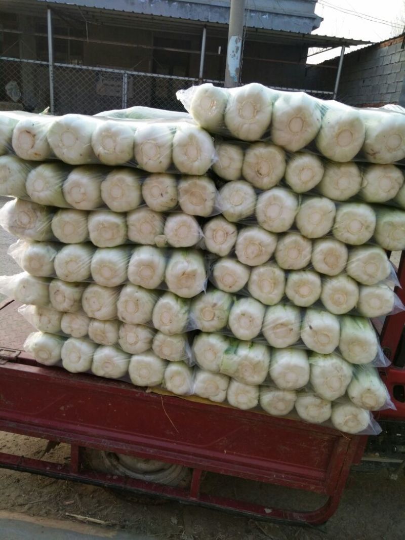 北京新三号白菜4~6斤净菜支持全国发货