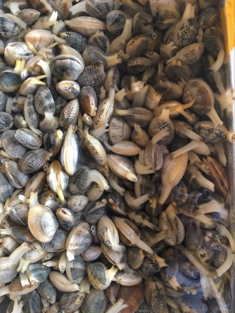 花甲螺鲜活