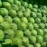 沛县惠之源菜业，常年供应绿甘蓝1~2公斤