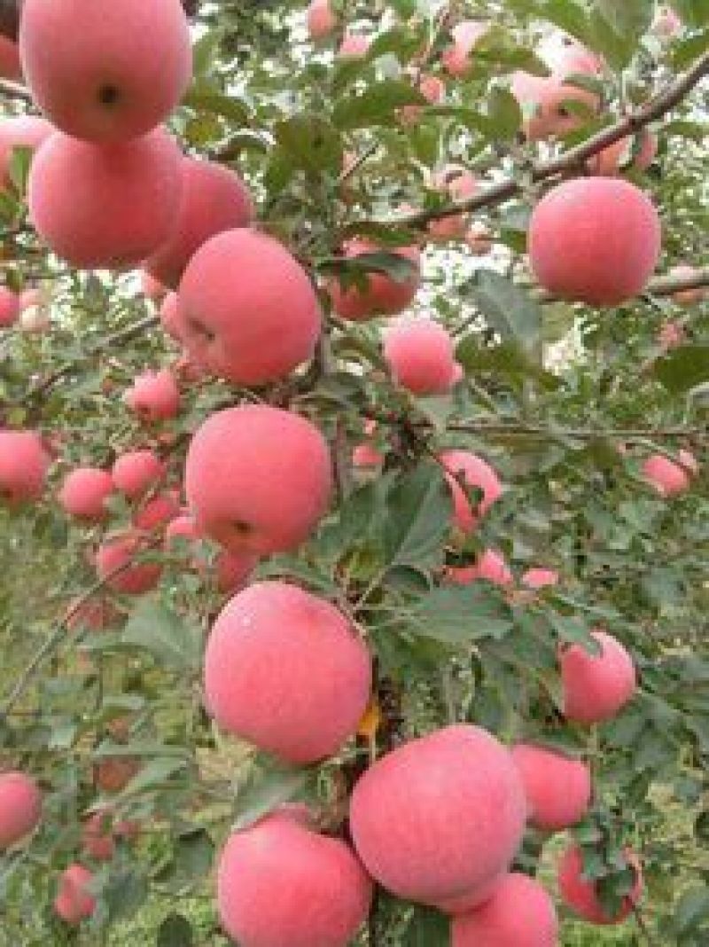红富士苹果75mm以下膜袋