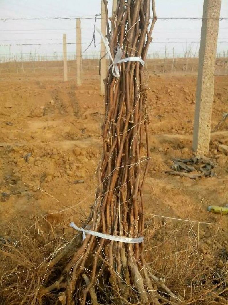 葡萄苗夏黑葡萄苗110~150cm2年