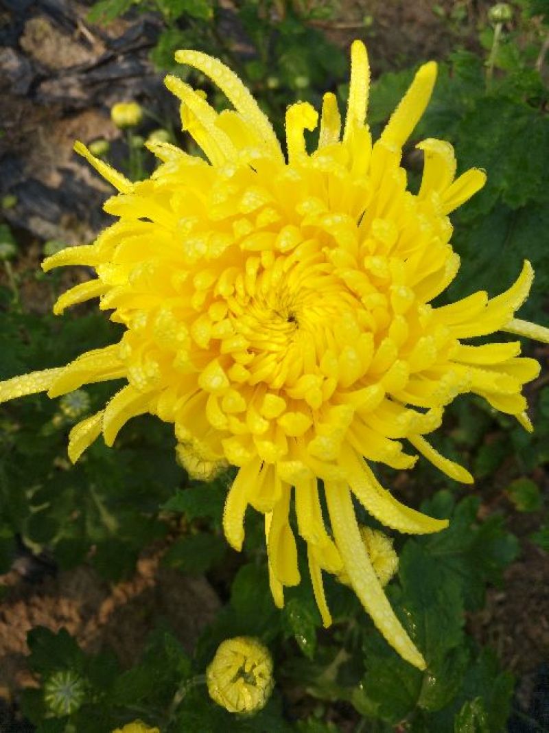 金丝皇菊茶一级