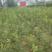 甜红子山楂苗80~100cm珍珠油杏苗，大量现货，电联