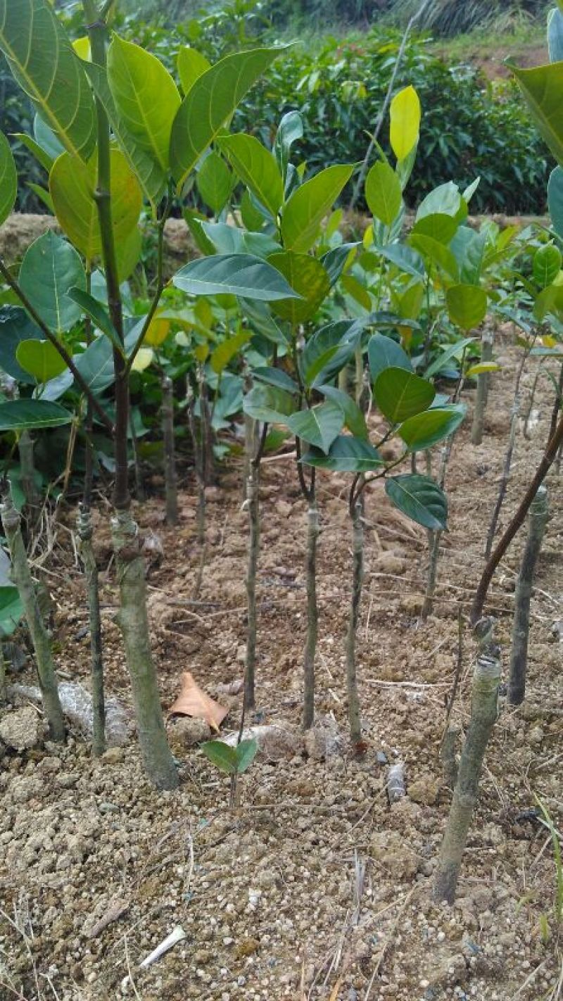 菠萝蜜苗稿接树