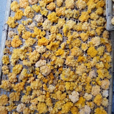 黑木耳菌棒