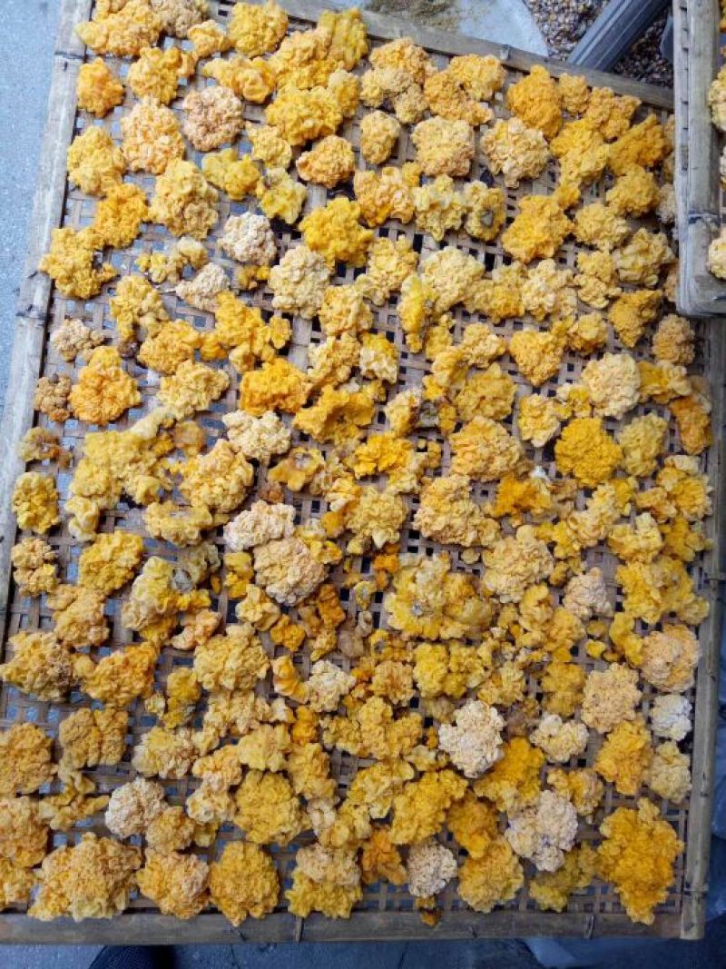 黑木耳菌棒