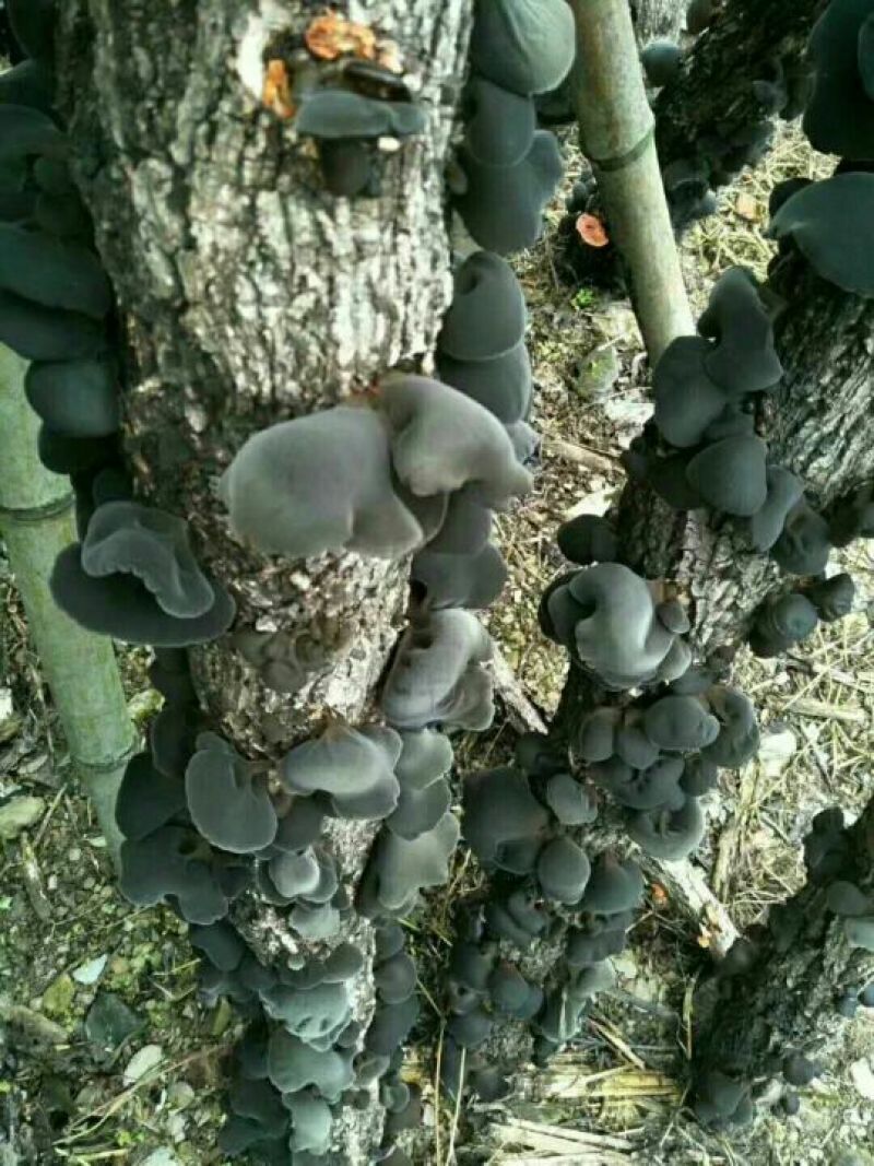 黑木耳菌棒
