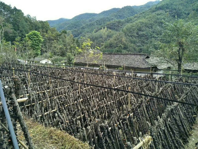 黑木耳菌棒