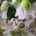 青枣苗台湾大清枣蜜丝枣苹果枣台南枣雪蜜枣牛奶枣中叶枣