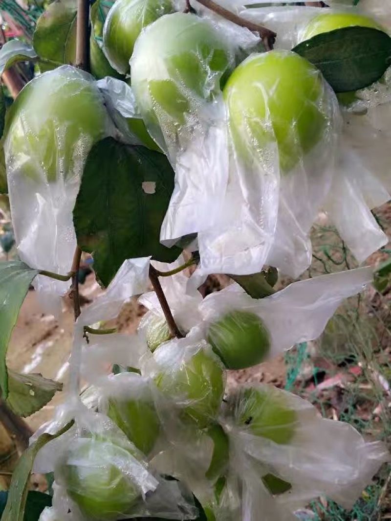 青枣苗台湾大清枣蜜丝枣苹果枣台南枣雪蜜枣牛奶枣中叶枣