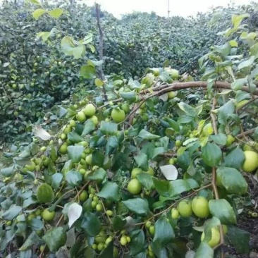 青枣苗台湾大清枣蜜丝枣苹果枣台南枣雪蜜枣牛奶枣中叶枣