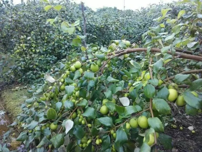 青枣苗台湾大清枣蜜丝枣苹果枣台南枣雪蜜枣牛奶枣中叶枣