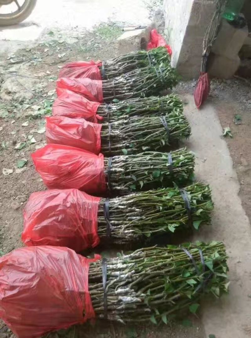 青枣苗苹果枣正品嫁接苗