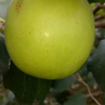 青枣苗苹果枣正品嫁接苗