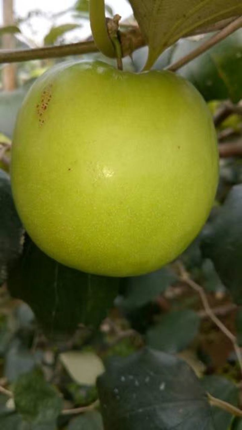 青枣苗苹果枣正品嫁接苗
