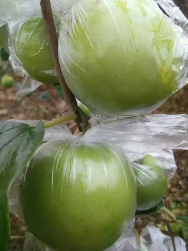 青枣苗苹果枣正品嫁接苗