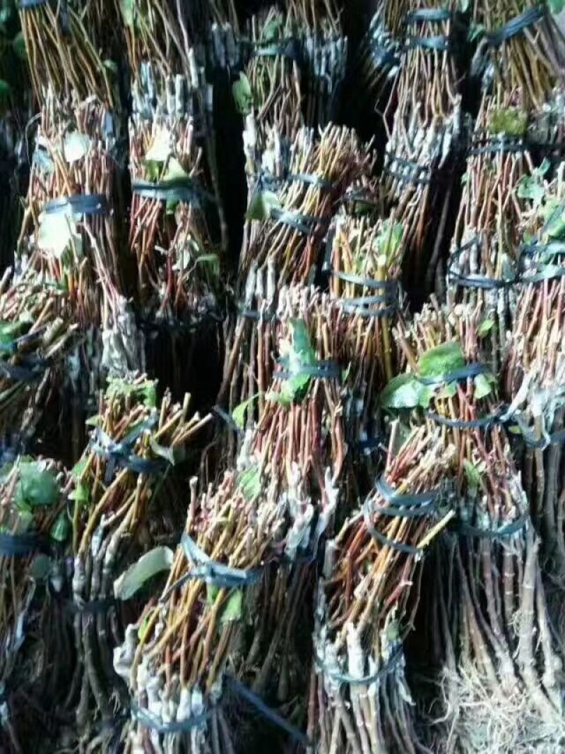 青枣苗苹果枣正品嫁接苗