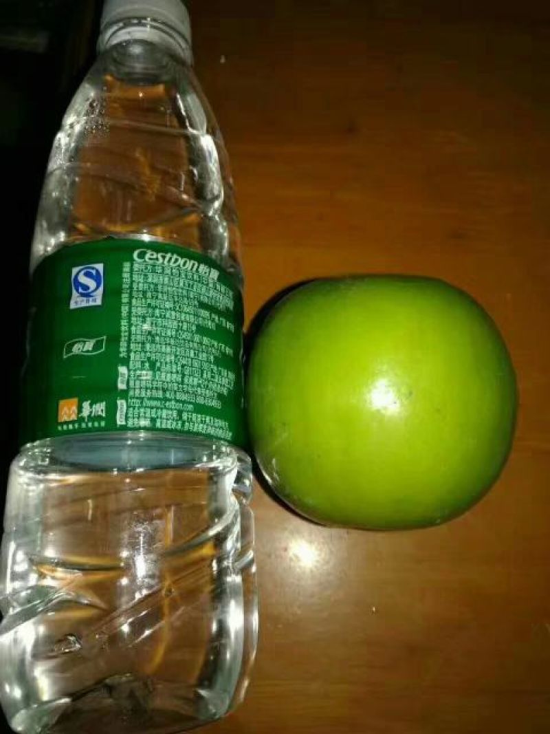 青枣苗苹果枣正品嫁接苗