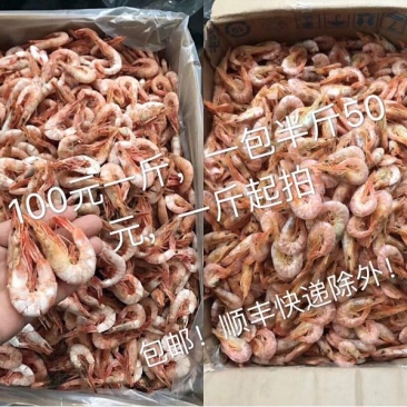 红虾食用活虾