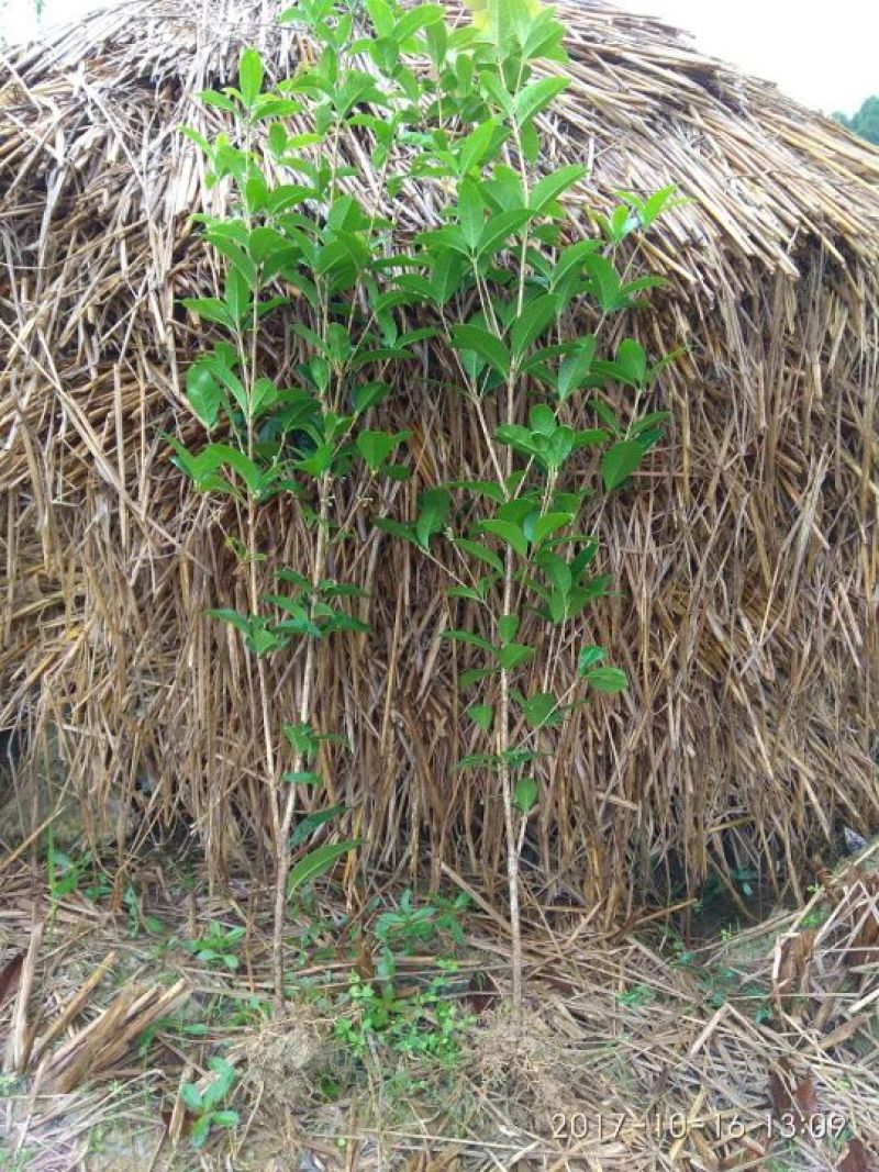 四季桂桂花树苗四季桂